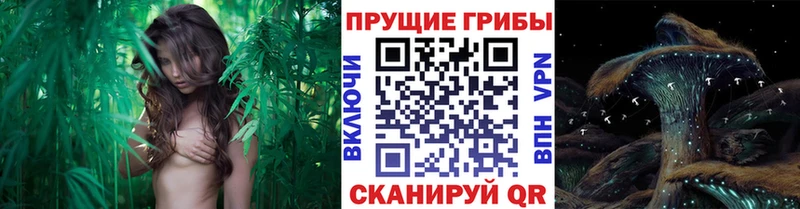 Купить где  Голицыно  Псилоцибиновые грибы MAGIC MUSHROOMS 